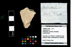 Foto (Objekt + Etikett) von Lecythocaris sp.  (NHMW-GEO-1990-0041-4366)
